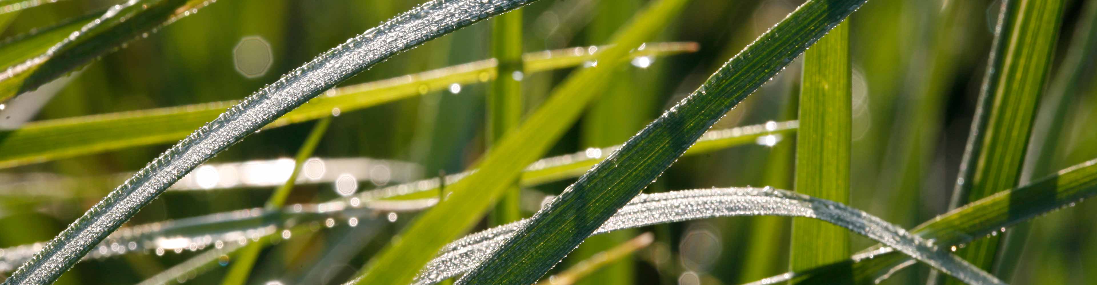 Wellness Harz Mandelholz