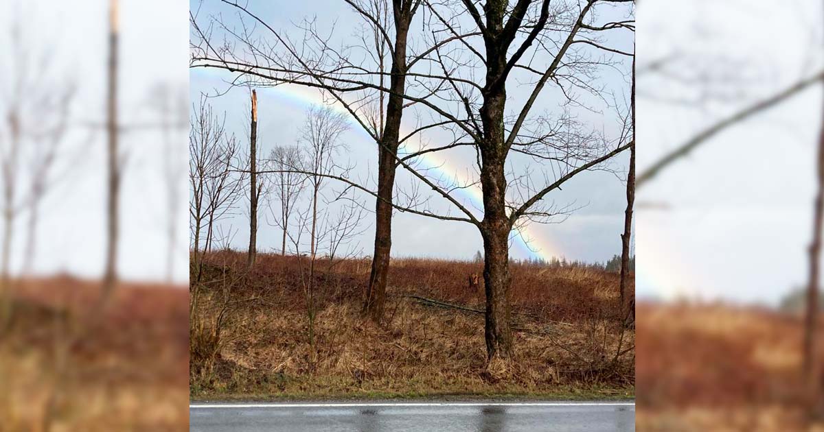 Regenbogen-bei-Schierke