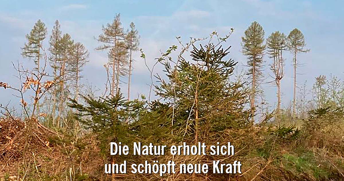 Der-Oberharz-erwacht