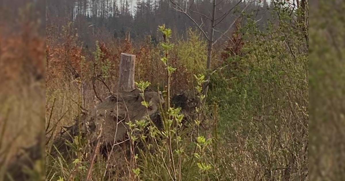 Der-Oberharz-erwacht