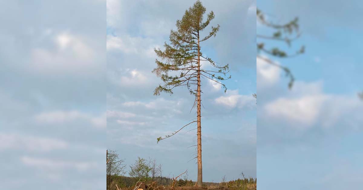 Der-Oberharz-erwacht