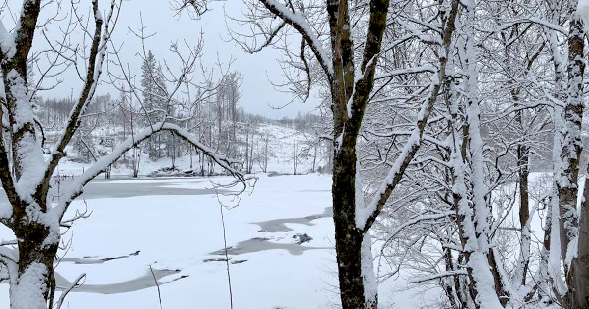 Mandelholz Harz Winter