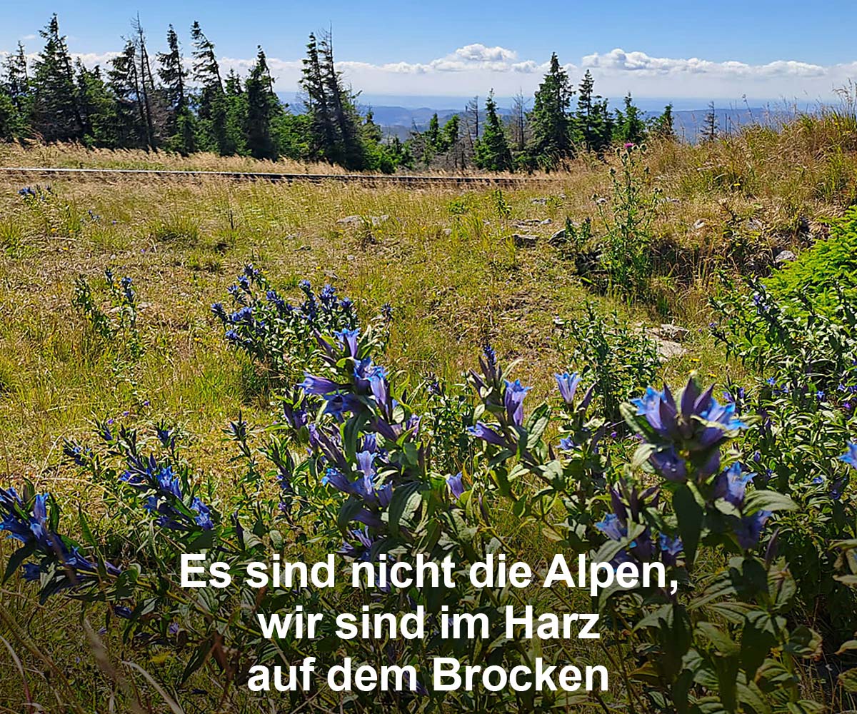 Brocken (Harz) Alpine Vegetation - kleine Wanderung von Mandelholz