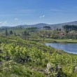 230542 fruehling-im-harz